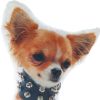 16" X 10" Brown Dog Throw Pillow Cover